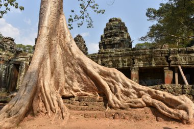 Angkor Wat, Siem Reap, Kamboçya 'daki harabelerin devasa pamuk kökleri.