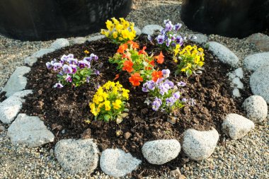 Çiçek tarhında büyüyen çok renkli güzel çiçekler..