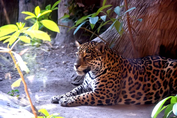 Jaguar Ormanın Ortasında Yerde Yatıyor Yakın Plan — Stok fotoğraf