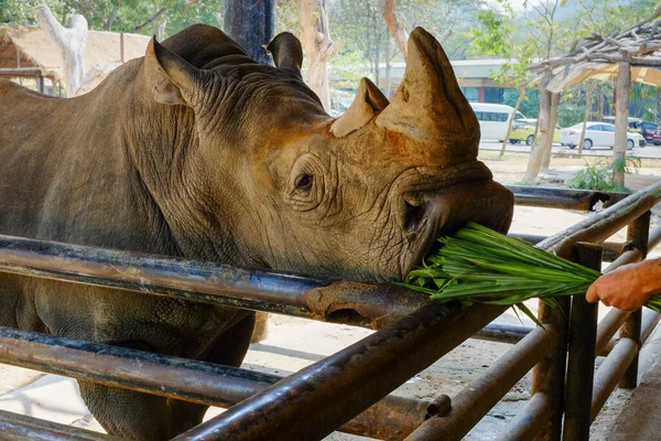 Close Man Hand Voeden Groen Gras Naar Neushoorn Neushoorn Dierentuin — Stockfoto