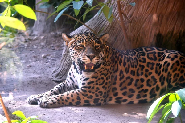 Jaguar Yace Suelo Entre Selva Primer Plano — Foto de Stock