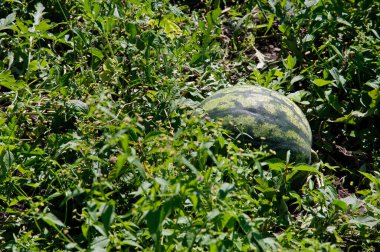Çimlerin üzerinde yeşil karpuz ya da bahçede yetişir. Seçici odak.