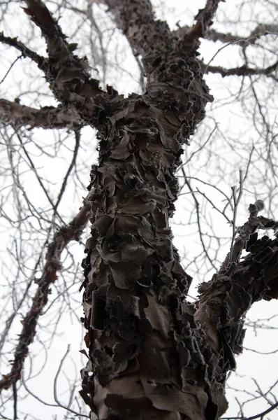 さまざまなパターンを持つ木の樹皮の質感のイメージ — ストック写真