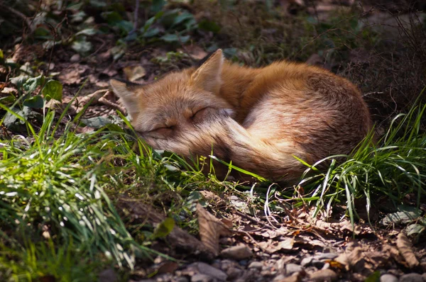 Renard Roux Dormant Dans Herbe Faune — Photo