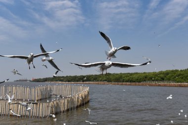 Bang Pu Dinlenme Merkezi 'ndeki bir grup martı, Tayland' ın Bangkok Körfezi 'nde bir tatil köyüdür..