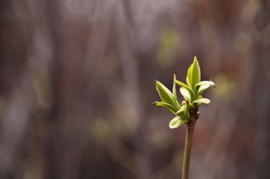 Bahar tomurcuğu olan ağaç dalı doğal arkaplanda izole edilmiş.