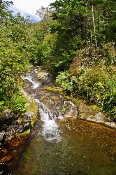 Beautiful Mountain River Flows Rocks Trees — Stockfoto