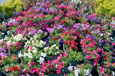 Bir saksının içinde çiçek tarhında büyüyen çok renkli güzel çiçekler..