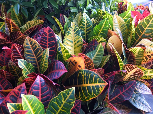 Blad Tropiska Växter Med Olika Färger Med Solljus Och Skuggor — Stockfoto