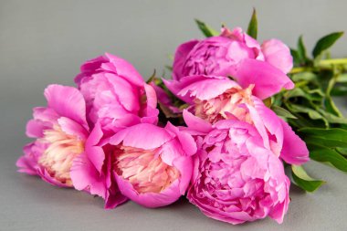 Gri arka planda pembe şakayık demeti. Pembe çiçekli arka plan. şakayıklar masada..