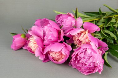 Gri arka planda pembe şakayık demeti. Pembe çiçekli arka plan. şakayıklar masada..