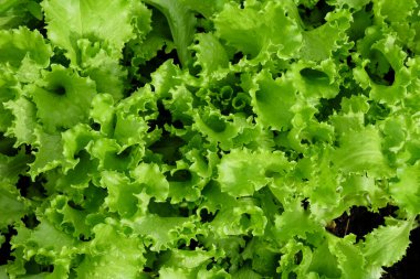 Sebze bahçesi. Bahçe manzaralı yeşil marul.