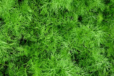 Bahçe manzaralı genç dereotu.