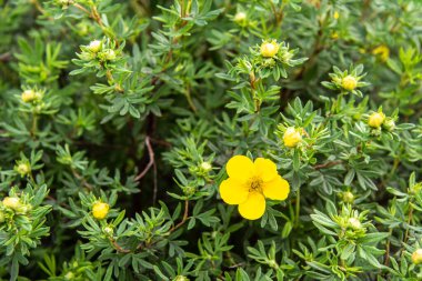 doğal yeşil çimen arka planında tek güzel sarı çiçek.