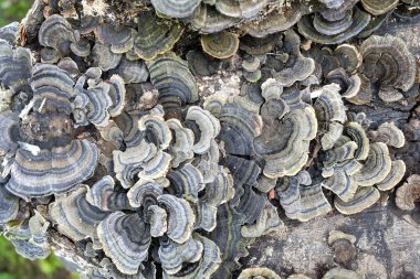 Ağaç gövdesindeki mantarlar sığ tarla derinliği mantarlı gövde, ormandaki mantarların ağaç gövdesindeki fotoğrafı gövdesindeki mantarlar, gövdesindeki başıboş büyümeler..