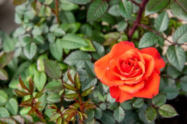 Red - orange rose on blurred background. Green life style romance in the home gardening. Red roses bush branch. Romantic scene with red flowering blossoms with green blurred background in garden.