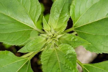 Bahçesinde güzel yaprakları olan yeşil bitki doğal arka planda. en üstteki görünüm.