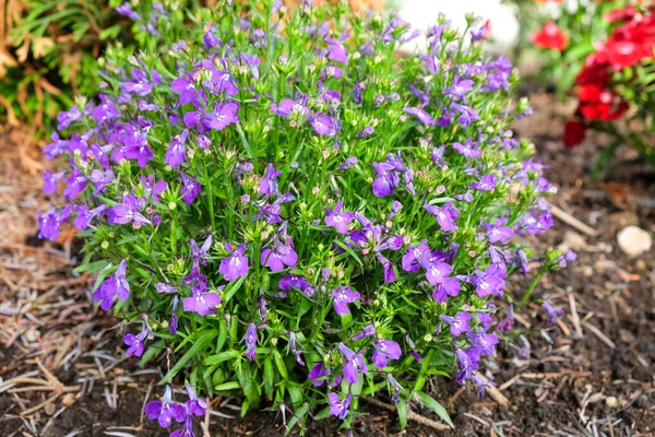 Buske Med Små Lila Blommor Trädgården — Stockfoto