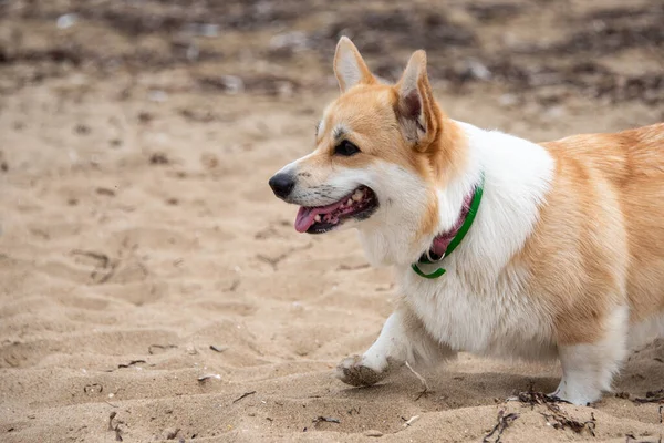 Corgi köpeği sahil boyunca yürür. Güzel Corgi köpeği sahilde tatilde.
