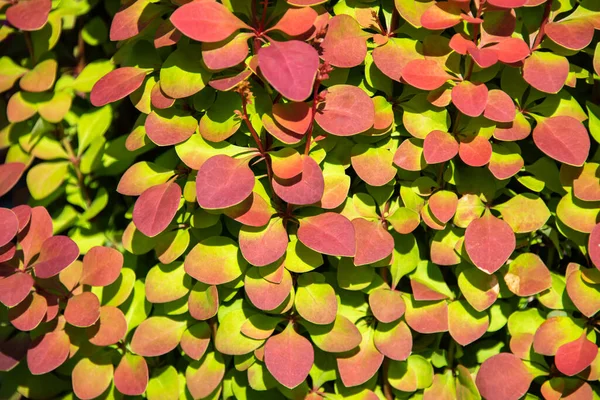 Folhas Amarelas Vermelhas Uma Planta Jardim Luz Solar — Fotografia de Stock