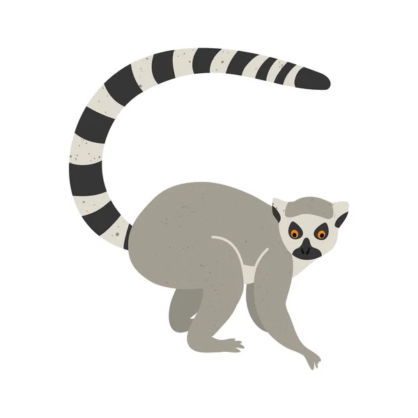 İzole edilmiş beyaz bir arka planda sevimli komik lemur..