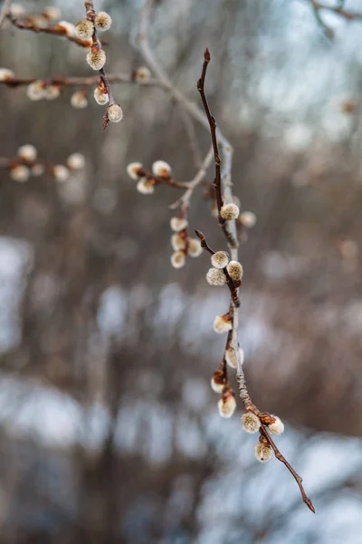 Ramos de salgueiro com bolinhos fofos. Belos ramos de flores de salgueiro buceta. Primavera e paisagem de Páscoa. Salgueiro florido . — Fotografia de Stock