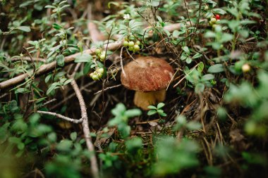 Yaz veya sonbahar başlarında ormanda mantar ve kızılcık toplama. Yaz günleri. Mantar ve çilek sıcak yeşil, kalın, Islak yosun tabakası büyüyor.