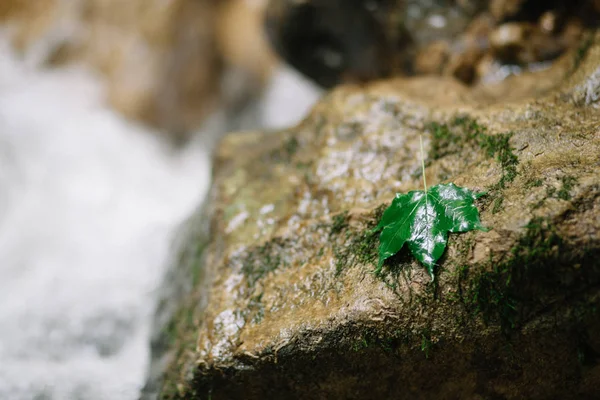 Wet leaf of a tree on a wet river stone. At the mouth of a mountain river. Background and textures wet rocks.