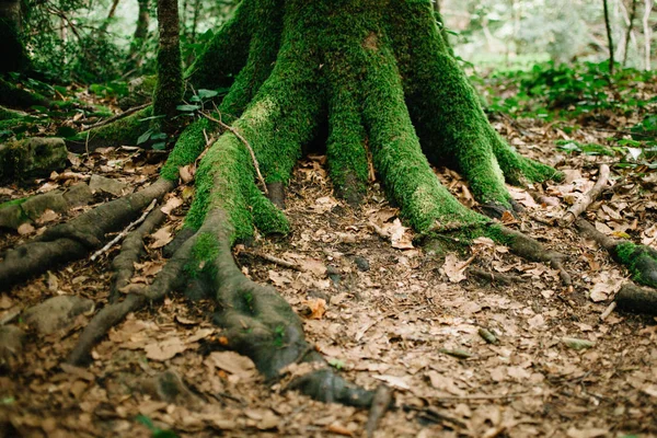 Radici di alberi ricoperte di muschio e foglie cadute che coprono il terreno intorno all'albero. Foresta delle fate — Foto Stock