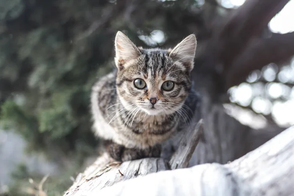 Çökmüş ardıç ağacının bagajında gri çizgili bir kedi bakıyor. Vahşi kedi.