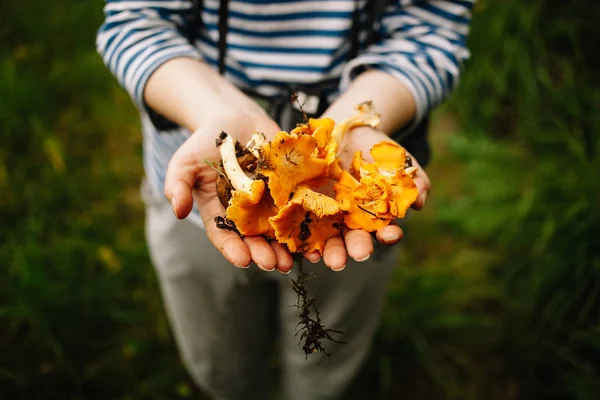 V létě nebo na začátku podzimu se v lese sbírají houby a brusinky. Letní dny. Houby a bobule rostou v teplé zelené, tlusté, vlhké vrstvě mechu. — Stock fotografie