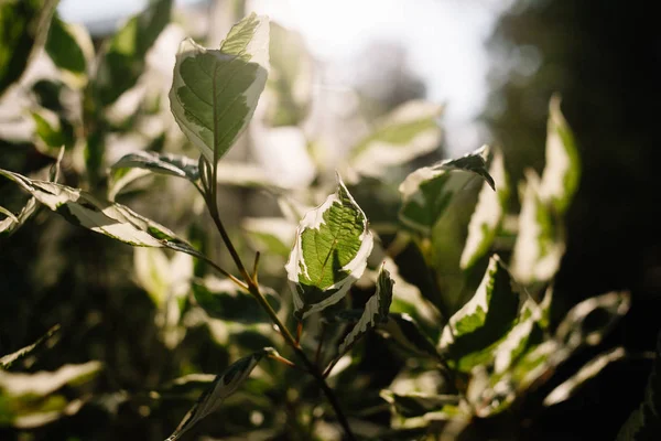 Με πράσινα φύλλα. Ρηχό βάθος πεδίου. Φύλλα στο ηλιακό φως με οπίσθιο φωτισμό. — Φωτογραφία Αρχείου
