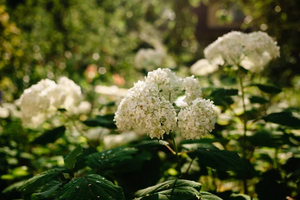 Annabelle klaszter Hortenzia. Hortenzia-Treelike Virágzás cserje. Annabelle a leghíresebb különböző sima Hortenzia. — Stock Fotó