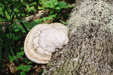 Bir ağaç gövdesi üzerinde büyüyen ağlayan bir mantar Alt görünümü kabuk bir arka plan karşı kapatın