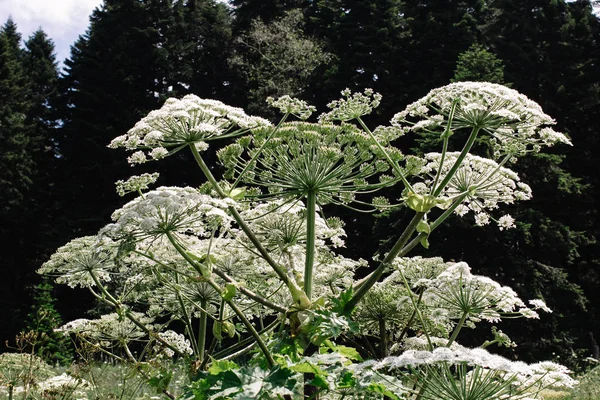 Adygea Heracleum manteggazzianum dağlarında bir alanda büyüyen dev hogweed