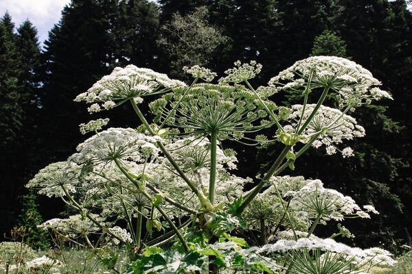 Giant hogweed growing in a field in the mountains of the Adygea Heracleum manteggazzianum