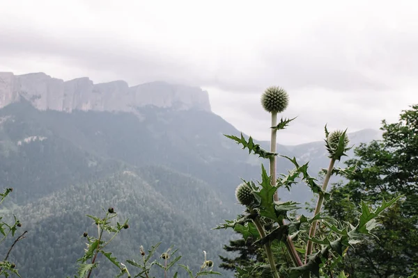 Cirsium vulgare, den, tjur tistel, eller gemensam tistel med bergsutsikt — Stockfoto