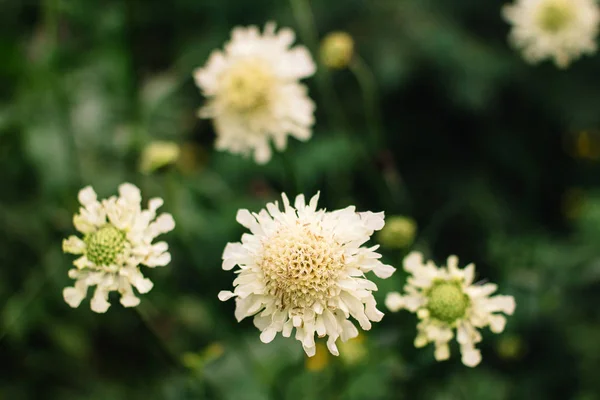 Zinnia elegante flor beige sobre un fondo verde — Foto de Stock
