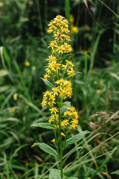 Goldengende o Solodago virgaurea. Una mosca se sienta en una flor Goldenrod se utiliza para reducir el dolor y la hinchazón, como un diurético, para aumentar el flujo de orina, y para detener los espasmos musculares . — Foto de Stock