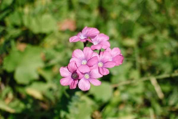 Dames Rocket flower or forest hesperis blossoms in May woods. Purple wildflowers. Night violet sweet rocket, mother-of-the-evening.