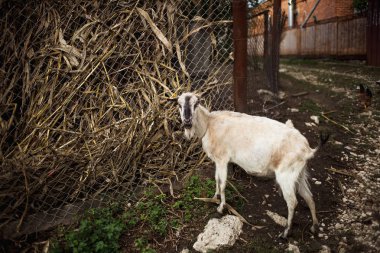 Keçi. Köydeki bir çiftlikteki keçinin portresi. Güzel keçi pozu.