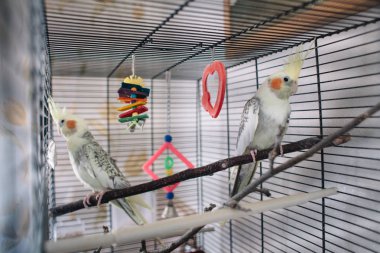 Bir kafes içinde bir çift güzel beyaz papağan