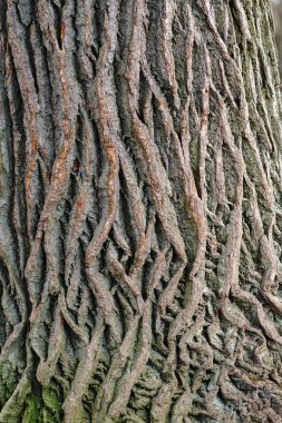 Yosun ile biraz büyümüş eski bir ağacın kabuğu dokusu