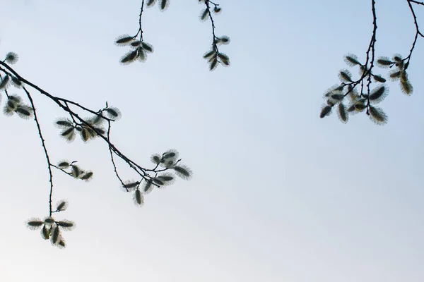 Kvetoucí Vrba v parku, na pozadí jarní modré oblohy. — Stock fotografie