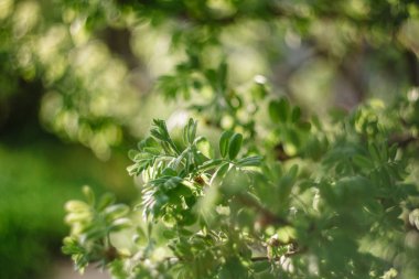 taze yeni yeşil yaprakları parlak güneş ışığı altında