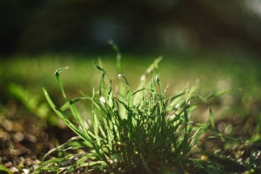Bahar aylarında sıcak bir öğleden sonra ışığı ile aydınlatılmış bir çim çalı soyut bir makro görüntü.