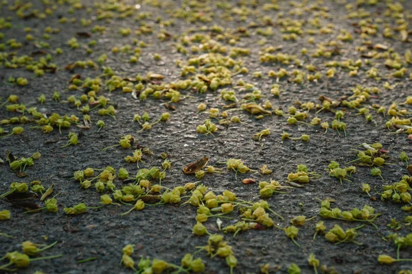 Caiu flores de tília murchas no chão na primavera. Vista de cima . — Fotografia de Stock