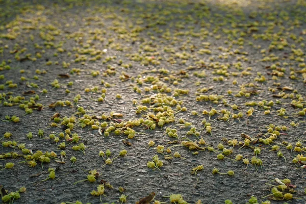 Caiu flores de tília murchas no chão na primavera. Vista de cima . — Fotografia de Stock
