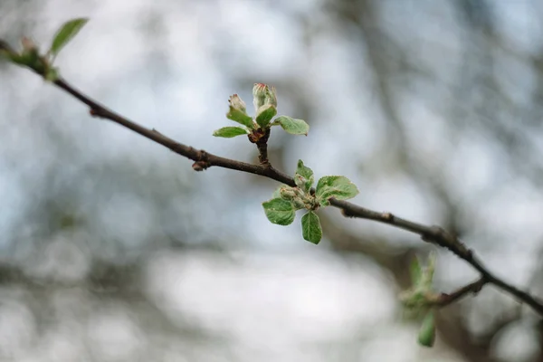 Folhas verdes novas em um ramo de árvore de maçã, botões de flor — Fotografia de Stock