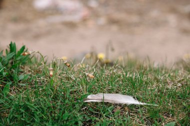 Çiy damlaları ile bir martı bir tüy kopya alanı ile kapalı karahindiba tomurcukları ile yeşil çim yatıyor.